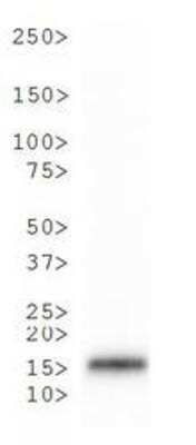 Western Blot: Histone H3 [p Thr6, Trimethyl Lys9] AntibodyBSA Free [NB21-1054]